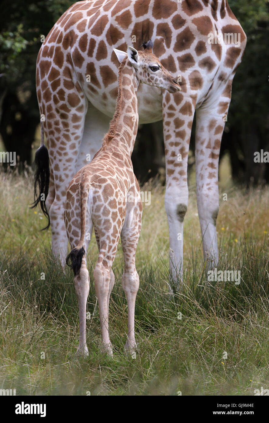 È sotto embargo per 0001 Lunedì 15 Agosto Un come ancora senza nome donna giraffa Rothschild vitello con sua madre lunare, esplorare il suo nuovo ambiente di oltre 600 ettari di riserva animale al Port Lympne riserva vicino Ashford nel Kent. Foto Stock