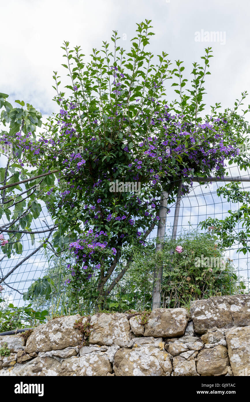 Solanum crispum ( cileno vitigno di patate, cileno nightshade, cileno albero di patate e le patate e vite) cresce al di sopra della parete Foto Stock