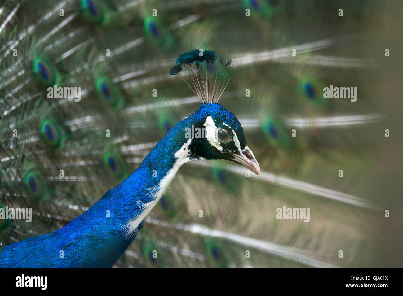 Peafowl indiano (Pavo cristatus), noto anche come il peafowl blu. Foto Stock