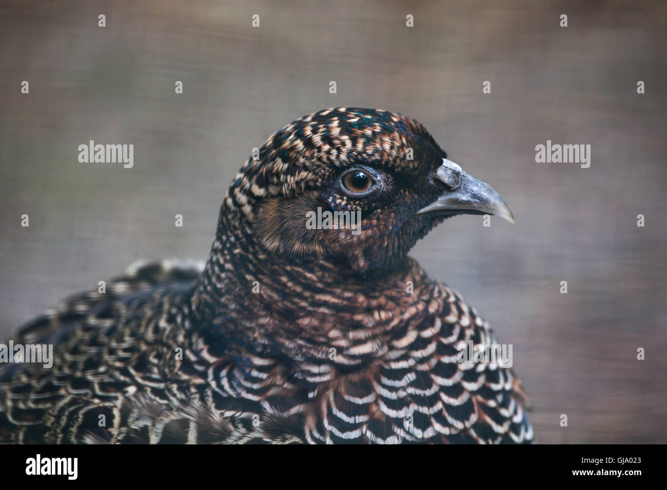 Anello cinese colli (fagiano Phasianus colchicus torquatus). Foto Stock