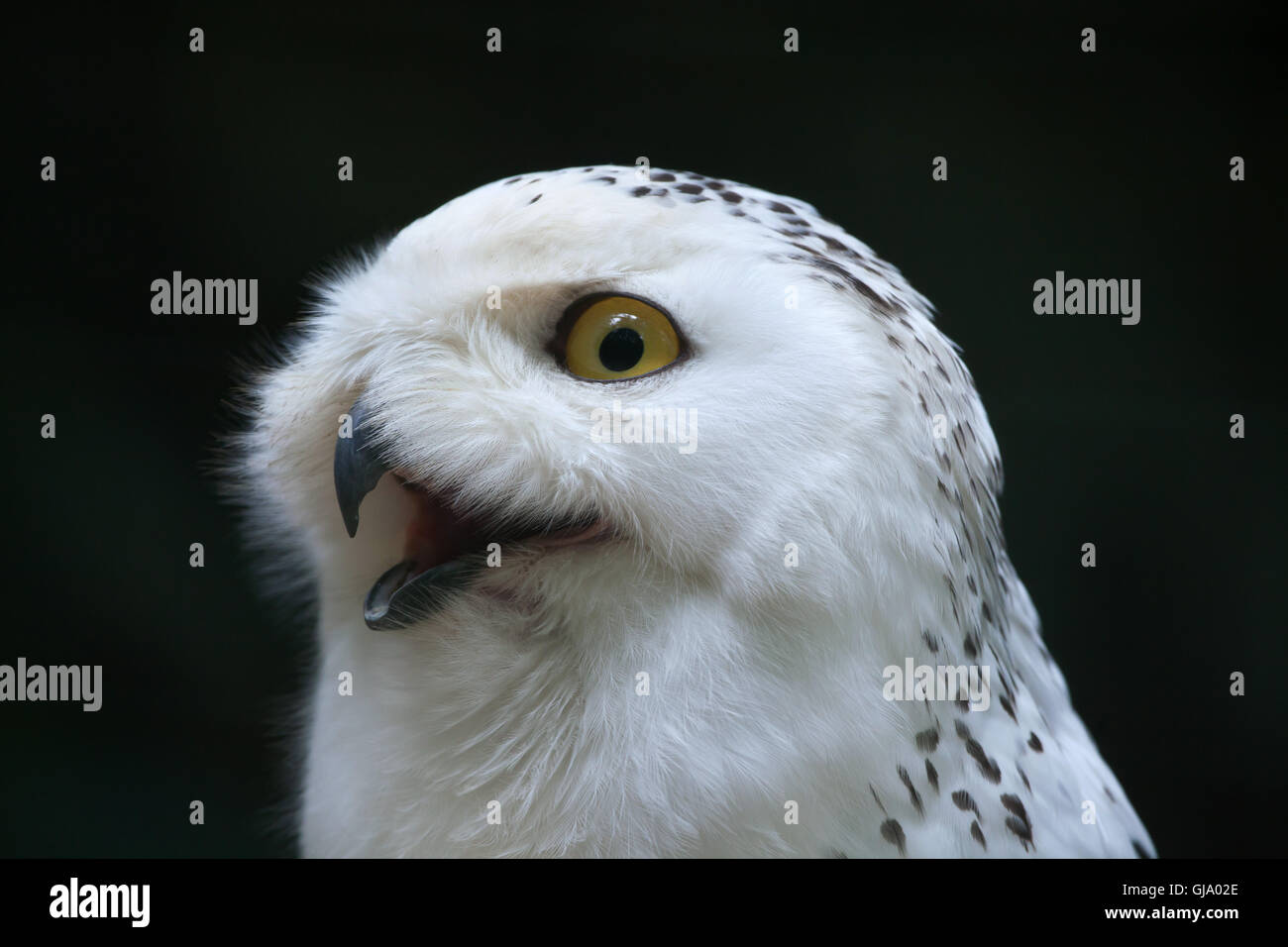 Civetta delle nevi (Bubo scandiacus). Foto Stock