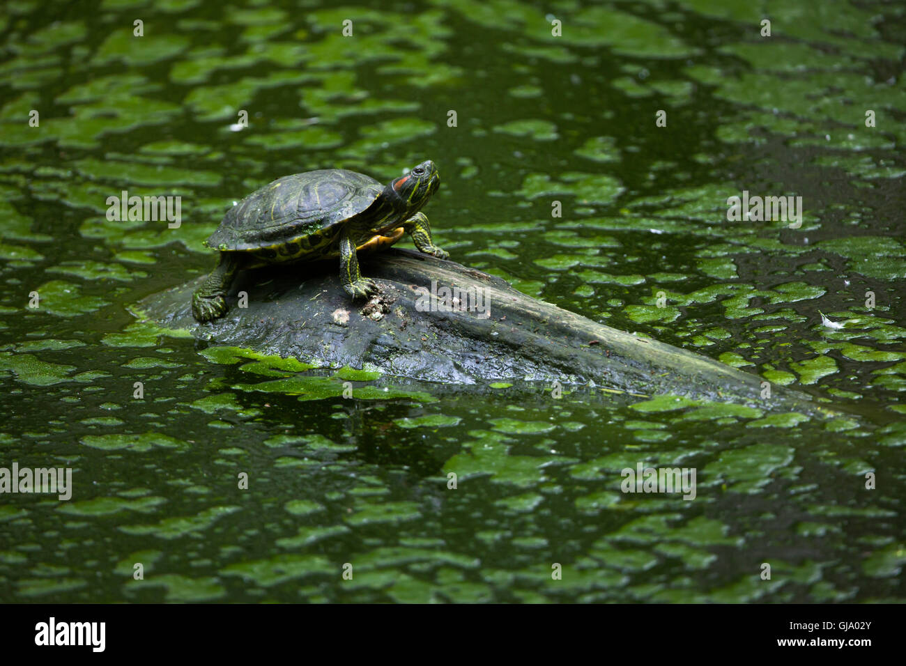 Tartaruga dalle orecchie rosse (Trachemys scripta elegans), noto anche come il rosso-eared terrapin. Foto Stock