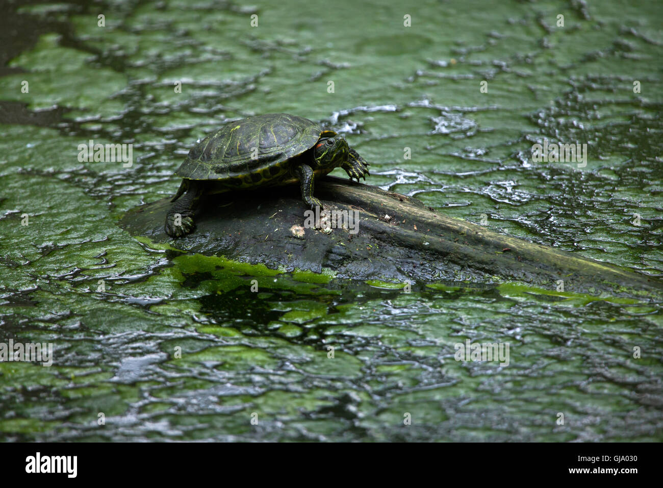 Tartaruga dalle orecchie rosse (Trachemys scripta elegans), noto anche come il rosso-eared terrapin. Foto Stock