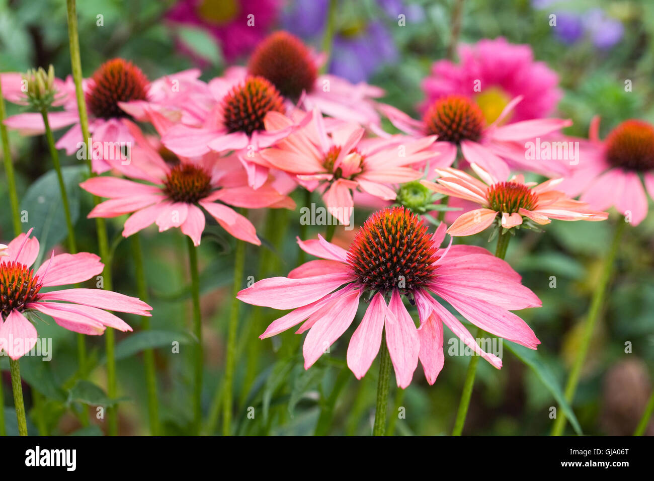 Echinacea purpurea. Coneflower in un confine erbacee. Foto Stock