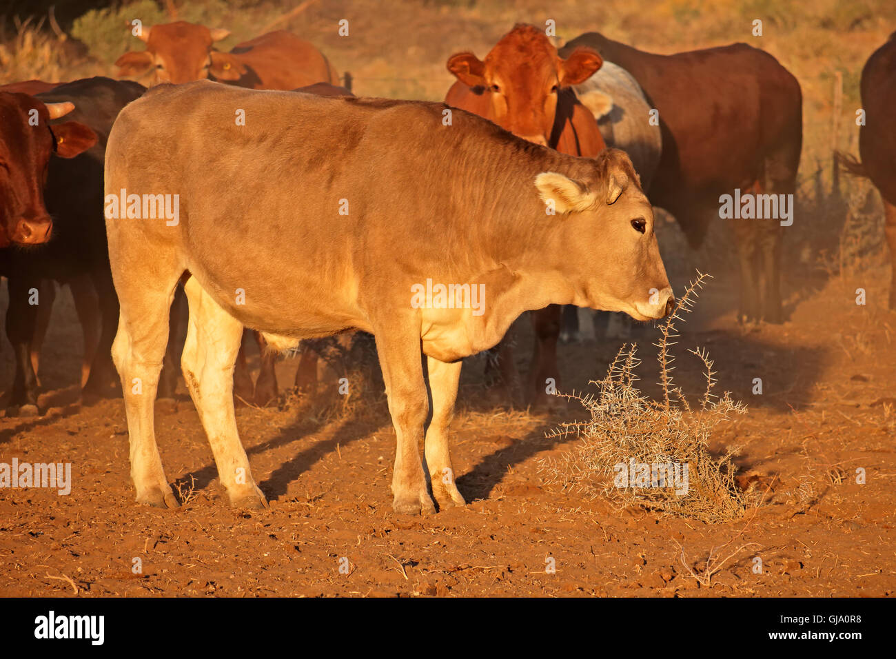 Libera compreso il bestiame nel tardo pomeriggio di luce, Sud Africa Foto Stock