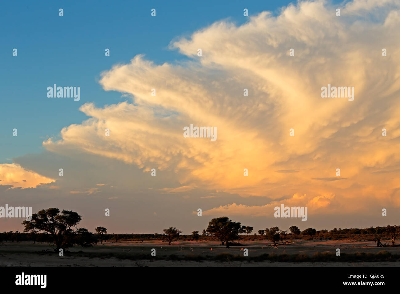 Drammatica tardo pomeriggio cloudscape oltre il deserto del Kalahari, Sud Africa Foto Stock