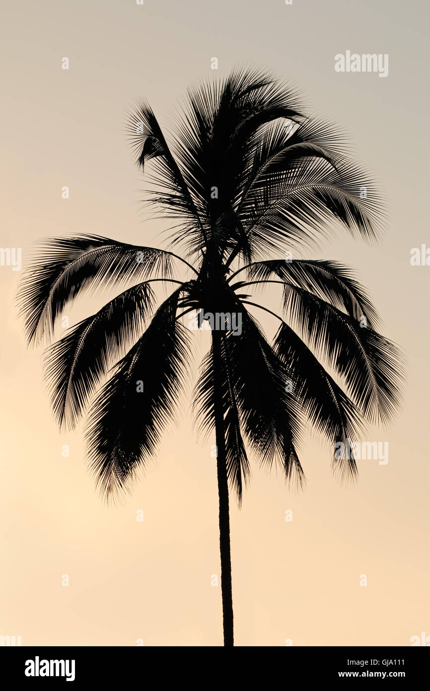 Silhouette di una palma su un isola tropicale contro un tramonto Foto Stock