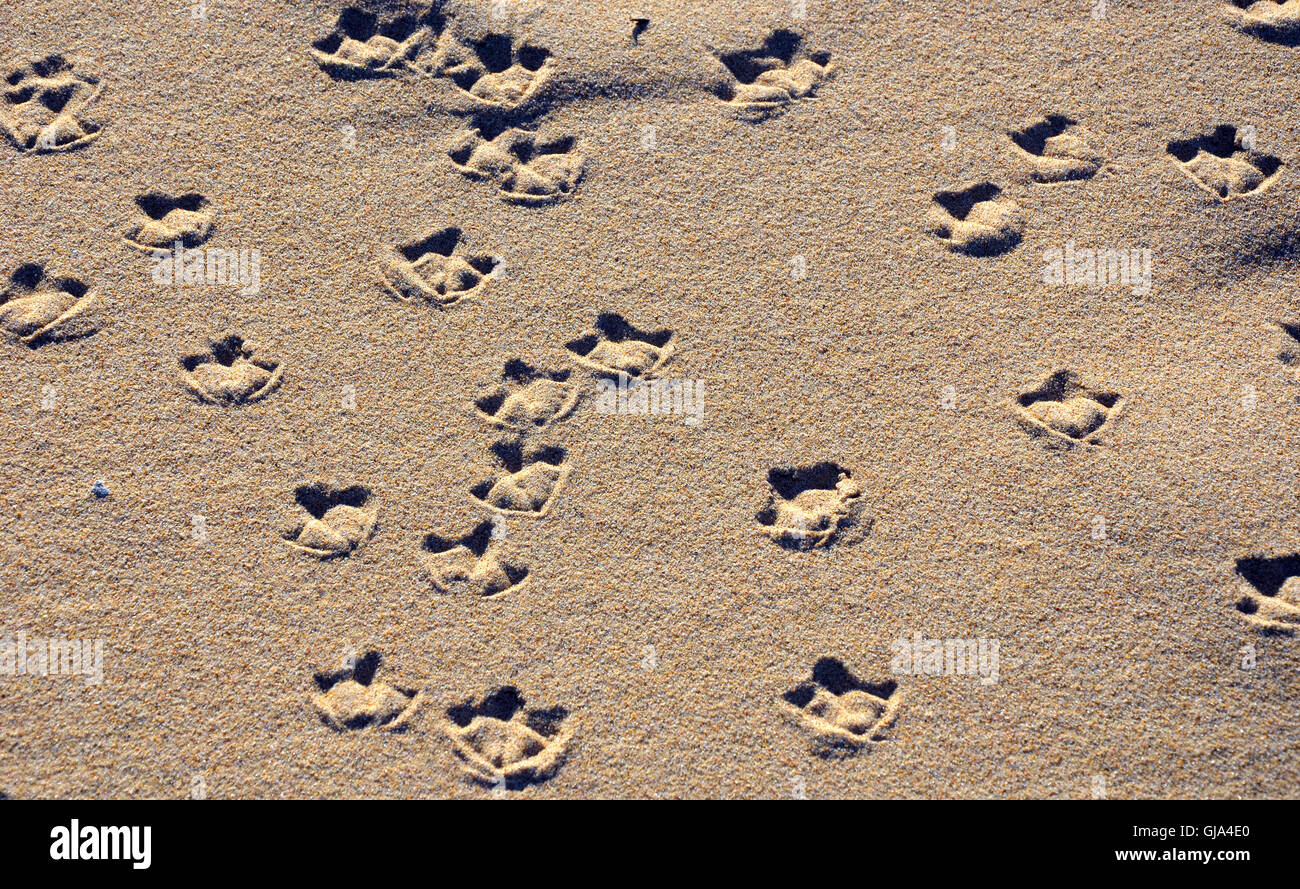 Seagull palmati piedi stampe (tracce) su di una spiaggia di sabbia Foto Stock