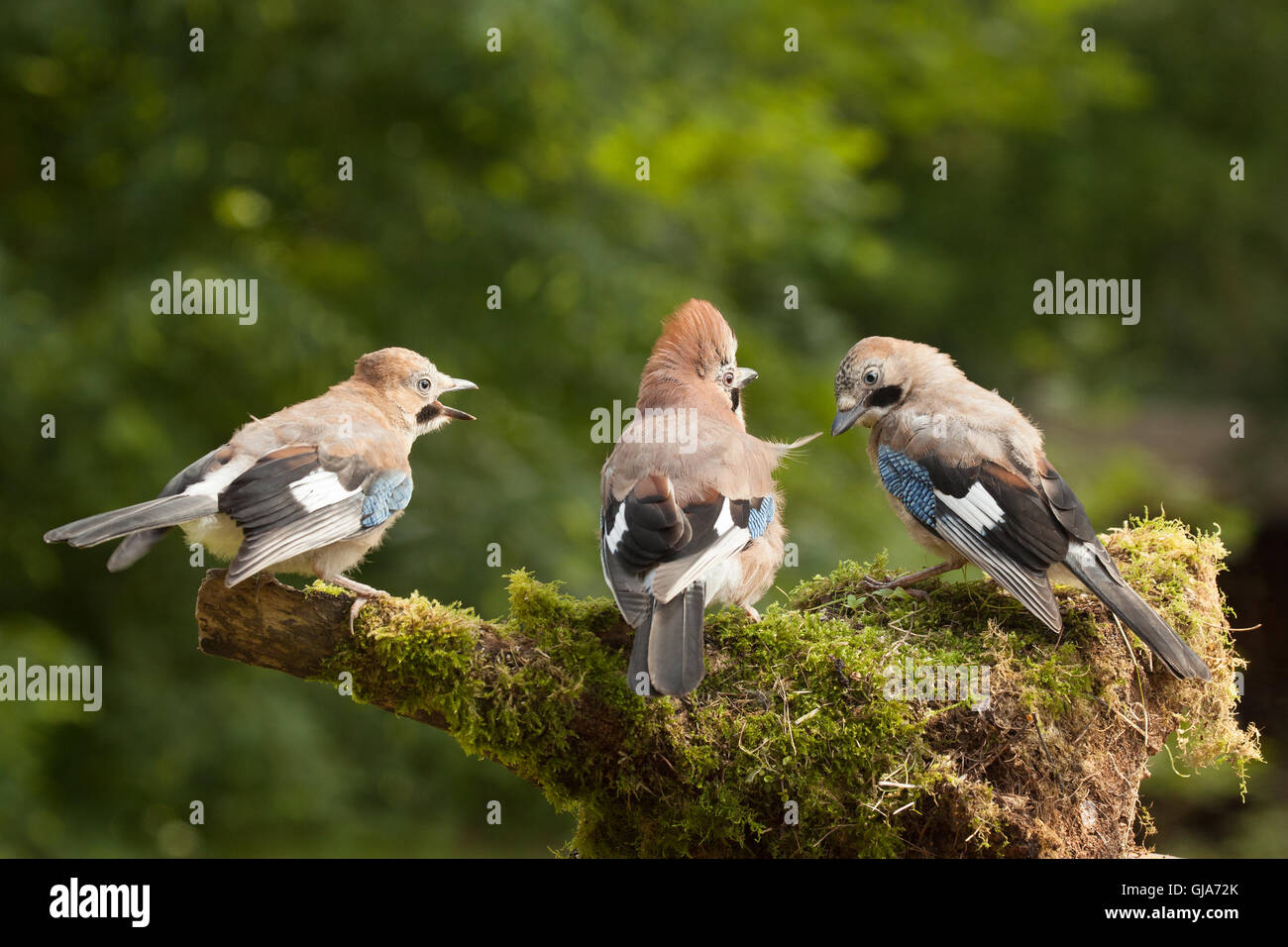 Jay bird family di tre close up alimentazione su un muschio registro coperto Foto Stock