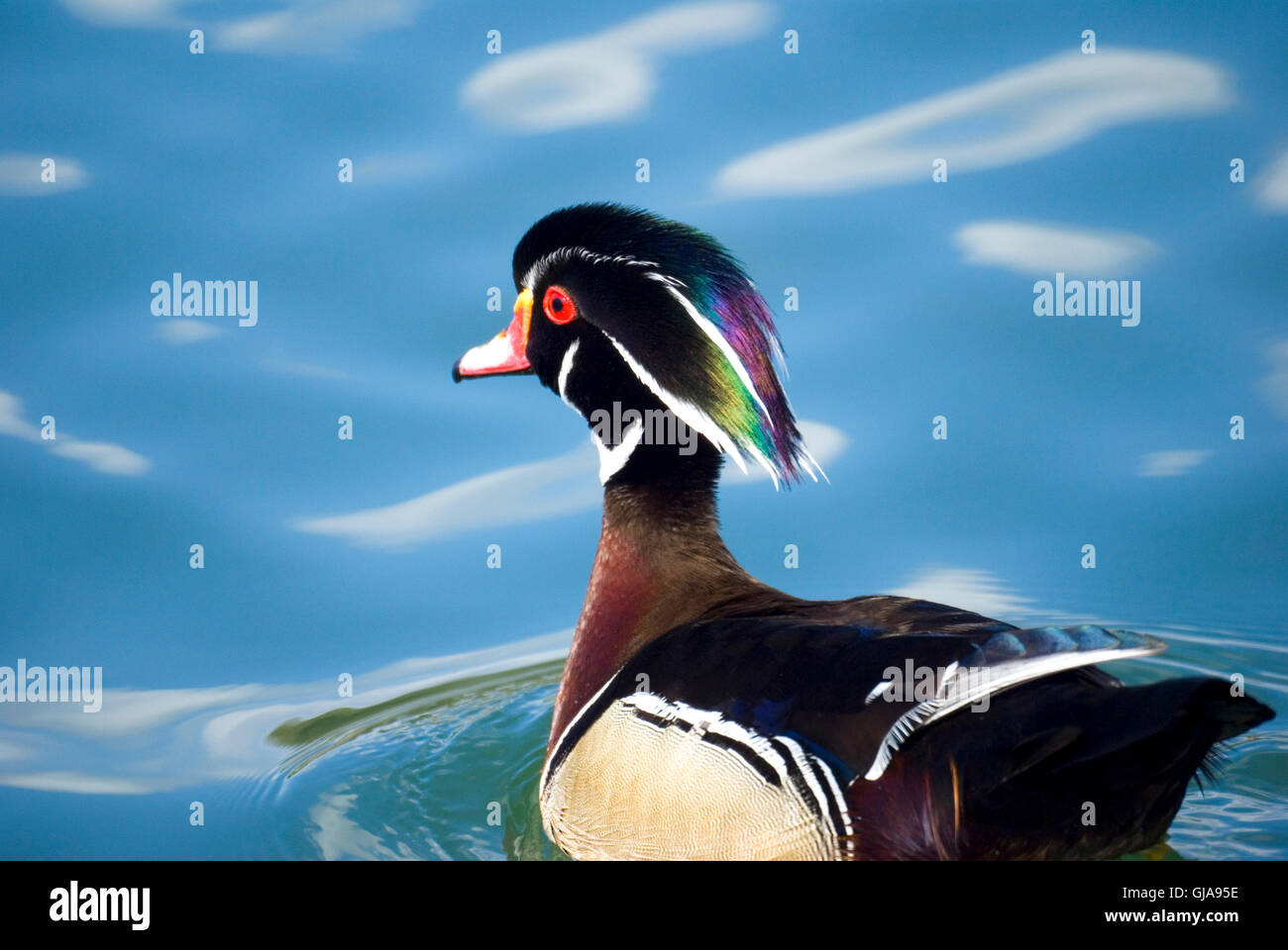 Colorato maschi di anatra di legno in un stagno Foto Stock