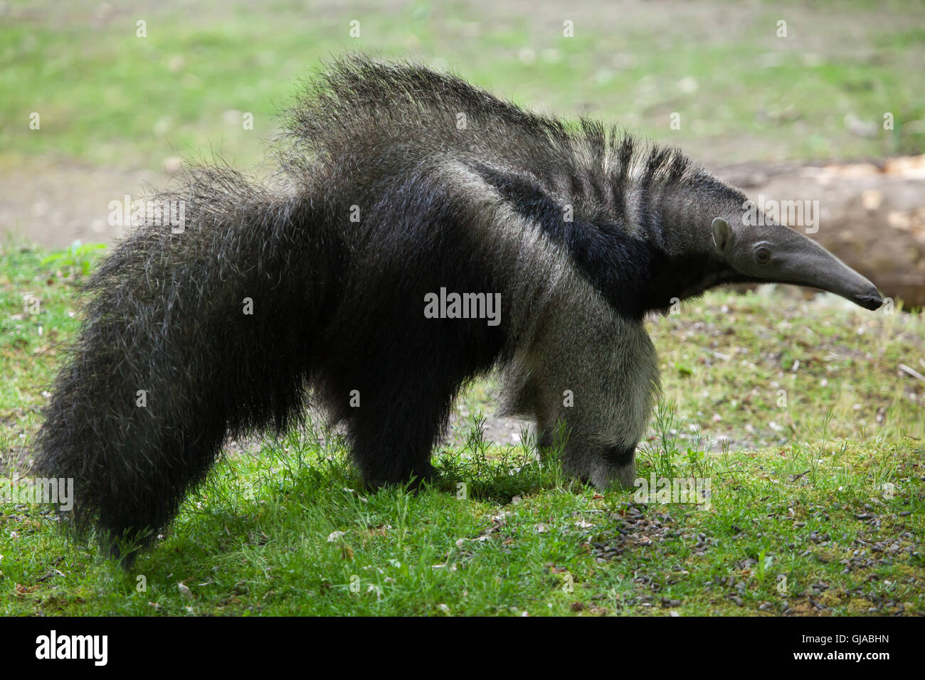 Giant anteater (Myrmecophaga tridactyla), noto anche come l'orso ant. Foto Stock
