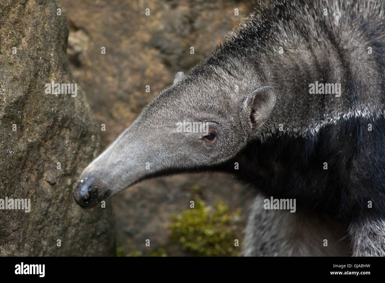 Giant anteater (Myrmecophaga tridactyla), noto anche come l'orso ant. Foto Stock