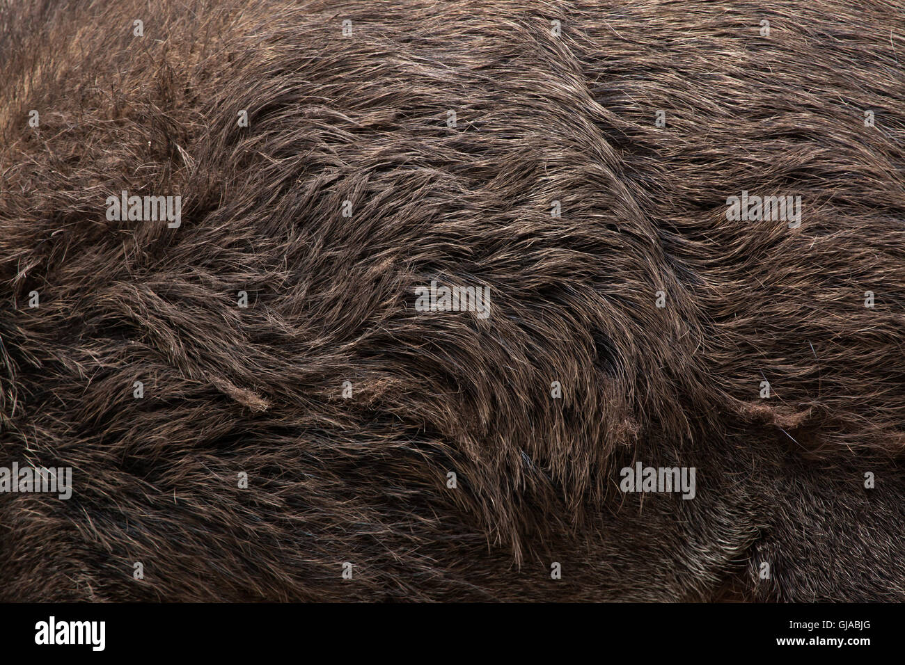 pin foto la texture della pelle on il cinghiale sus scrofa la texture della pelle foto immagine stock 114554680 alamy pin foto la texture della pelle on il cinghiale sus scrofa la texture della pelle foto immagine stock 114554680 alamy