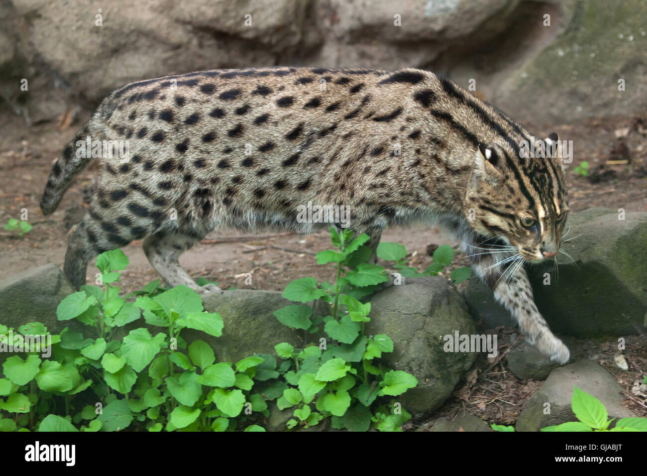 La pesca cat (Prionailurus viverrinus) a Decin Zoo in Boemia settentrionale, Repubblica Ceca. Foto Stock