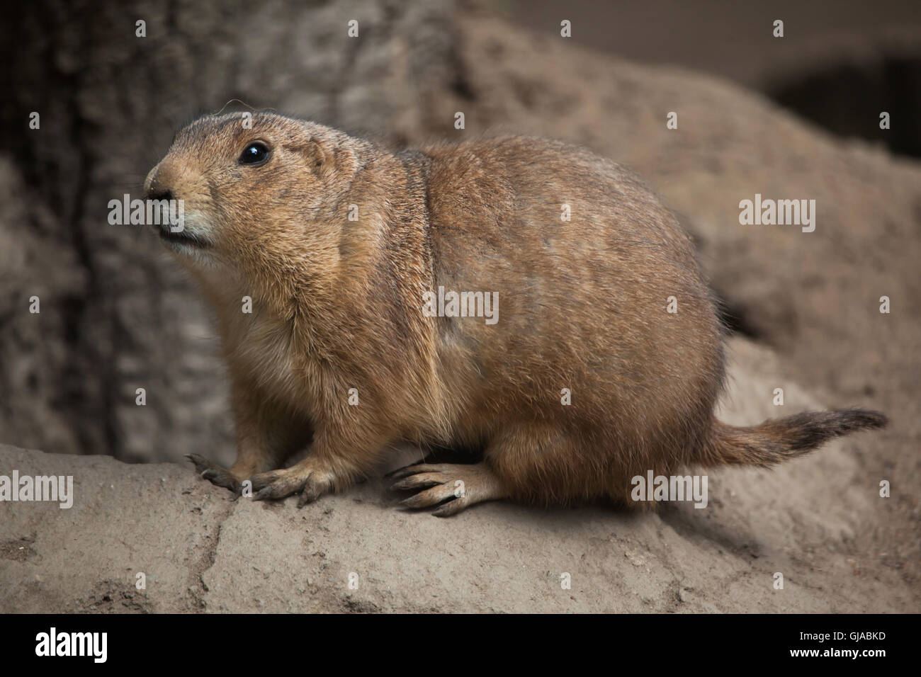 Nero-tailed prairie dog (Cynomys ludovicianus). Foto Stock