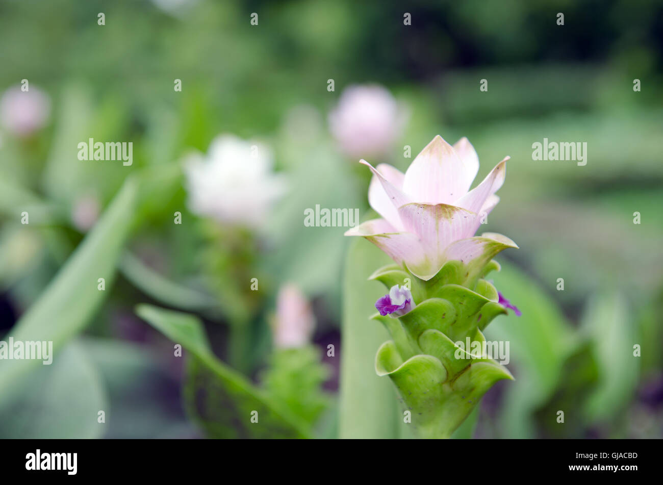 Siam Tulip fiori ibrido (noto anche come curcuma alismatifolia, estate tulip, ibrido tulip, hot tulip, Zingiberales) può essere te Foto Stock