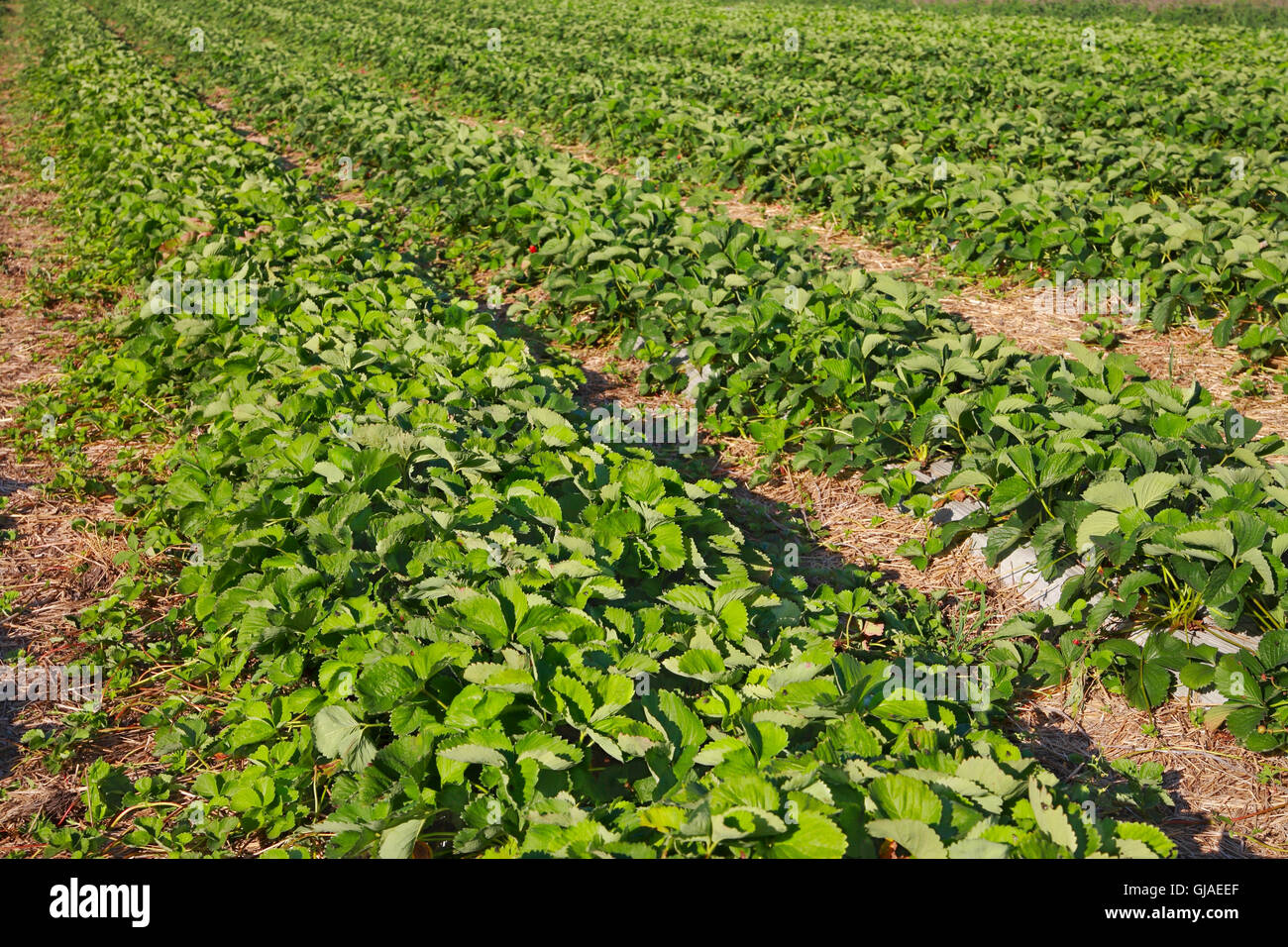 Campo di fragole di close-up, paesaggio agricolo Foto Stock