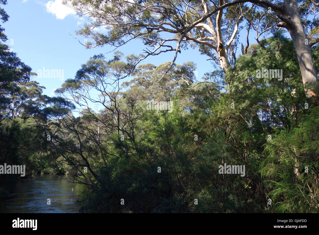Fiume profondo, dove il Bibbulmun via entra nel Nuyts Wilderness Area, vicino Walpole, Australia occidentale Foto Stock
