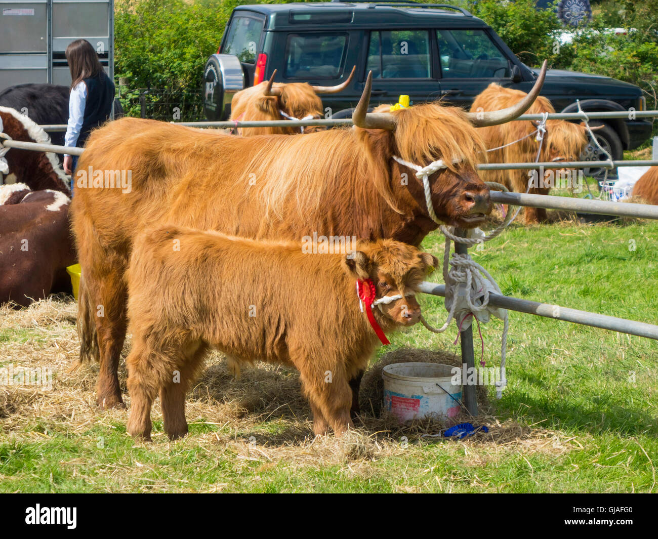 Un altopiano di mucca con un primo premio vitello all'Danby spettacolo agricolo nel North Yorkshire Foto Stock