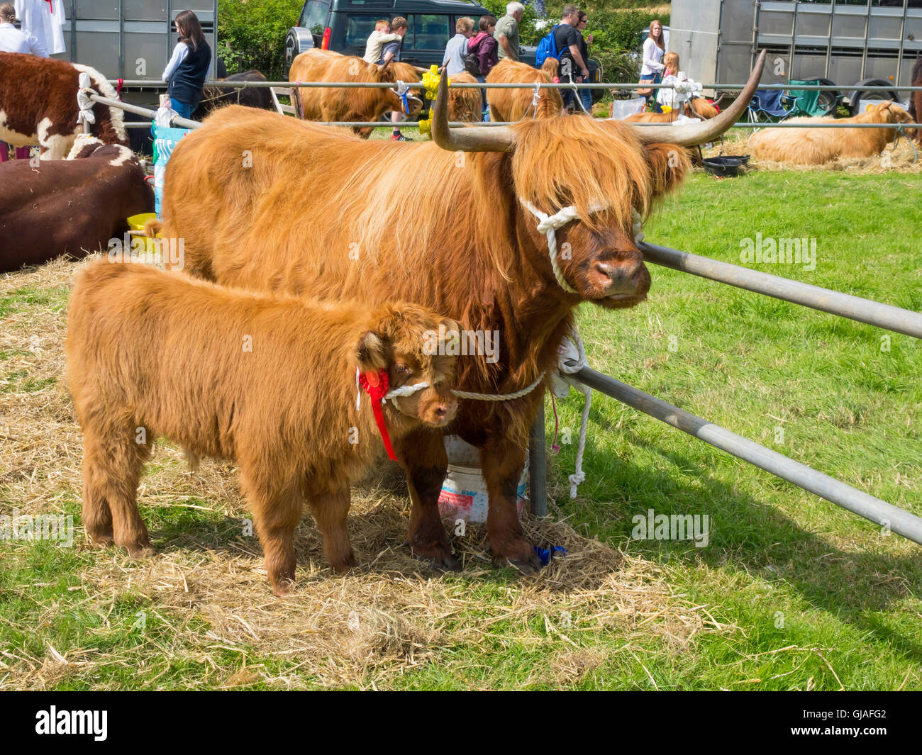 Un altopiano di mucca con un primo premio vitello all'Danby spettacolo agricolo nel North Yorkshire Foto Stock