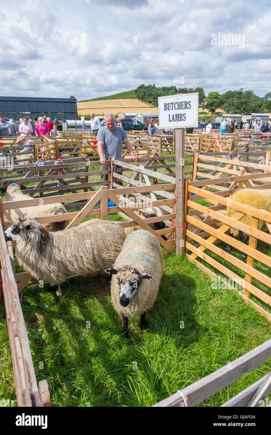 Macellerie Agnelli Ovini al Danby spettacolo agricolo nel North Yorkshire 2016 Foto Stock