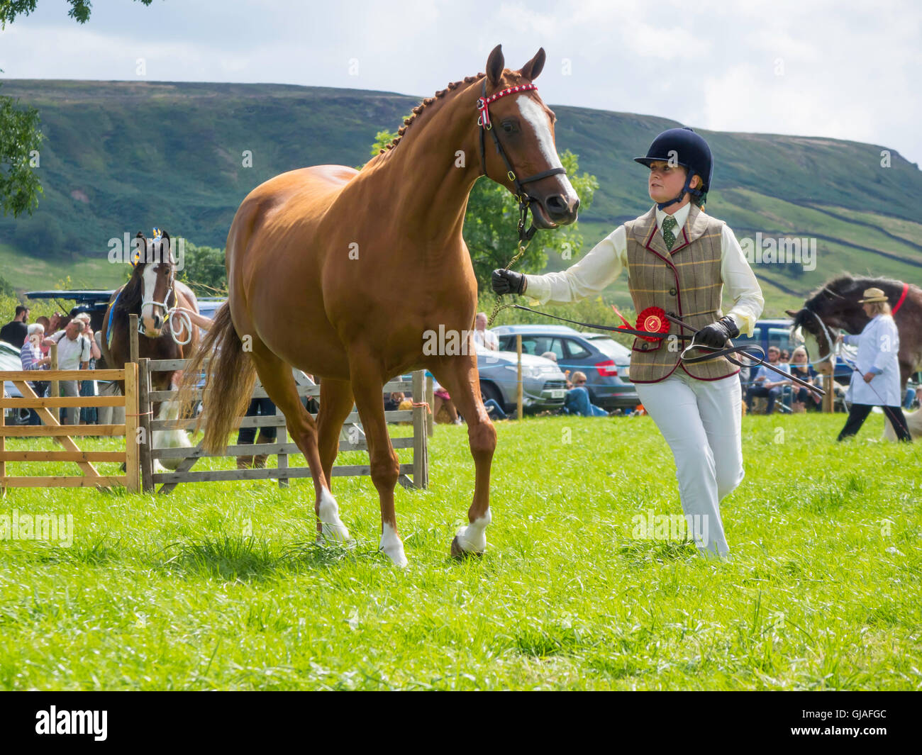 Primo premio di pura razza di cavalli arabi Becca Loralie in mostra ring a Danby Agricultural Show Yorkshire 2016 Foto Stock