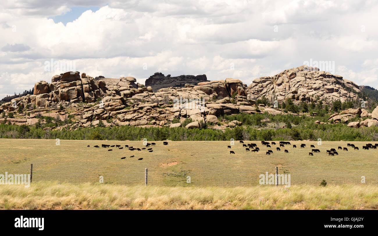 Wyoming ranch di bestiame di allevamento di mucche Carni bovine Farm Rock Butte Foto Stock