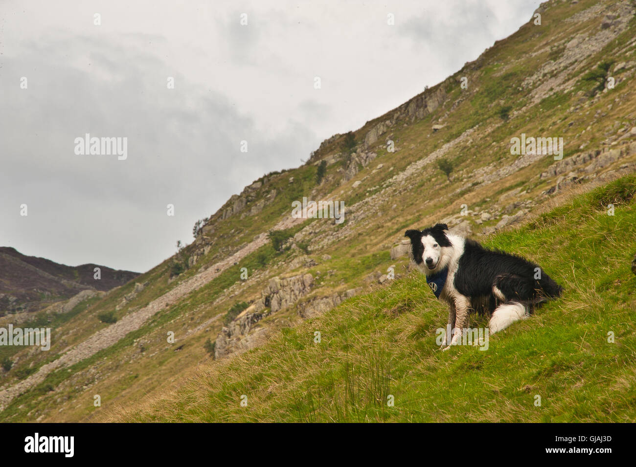 Border Collie in Cumbria fells Foto Stock