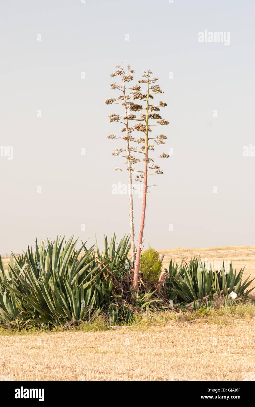 Agave sul campo falciata, mare come sfondo. Foto Stock