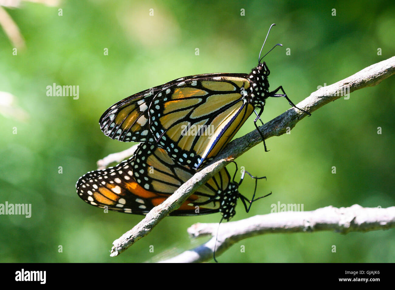 Una coppia di accoppiamento farfalle monarca (Danaus plexippus) appoggiato su un ramo, Indiana, Stati Uniti Foto Stock