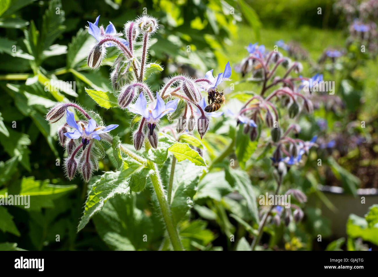 La borragine in fiore in un giardino inglese Foto Stock