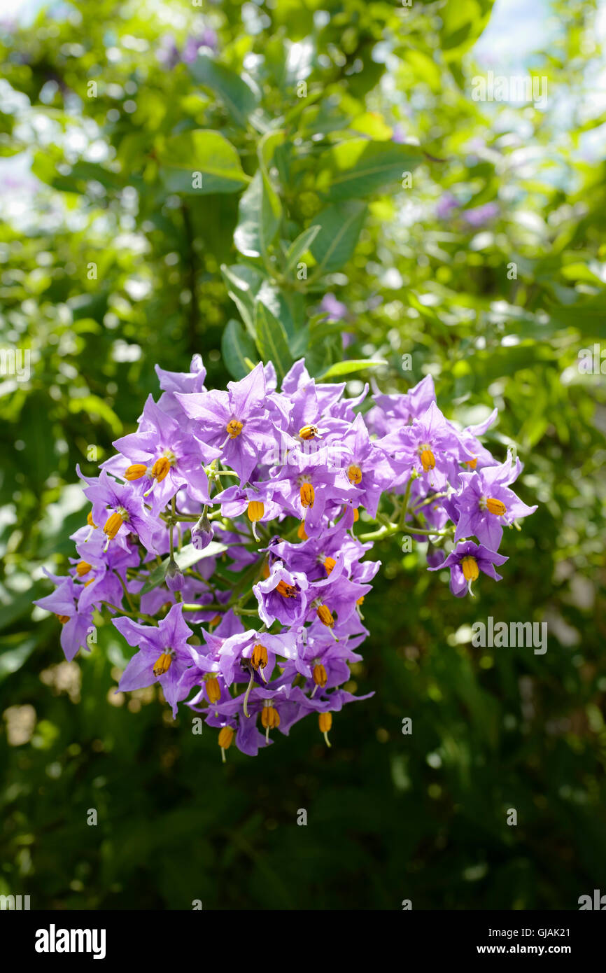 Fiori su solanum crispum pianta (eventualmente Glasnevin) Foto Stock