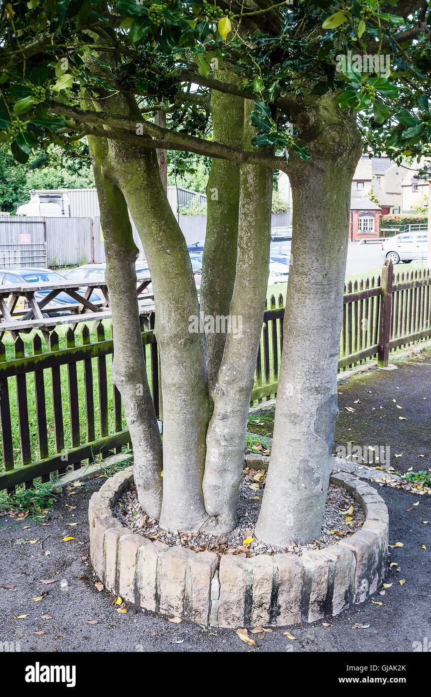 Multi-trunked agrifoglio alberi che crescono in un'isola del letto di Winchcombe stazione ferroviaria Foto Stock