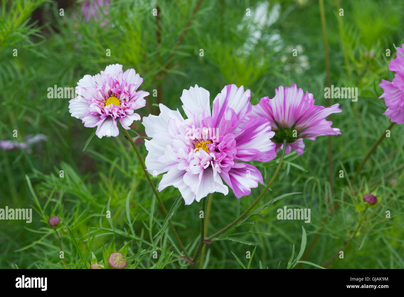 Cosmos bipinnatus fare doppio clic Bicolor rose fiori Foto Stock