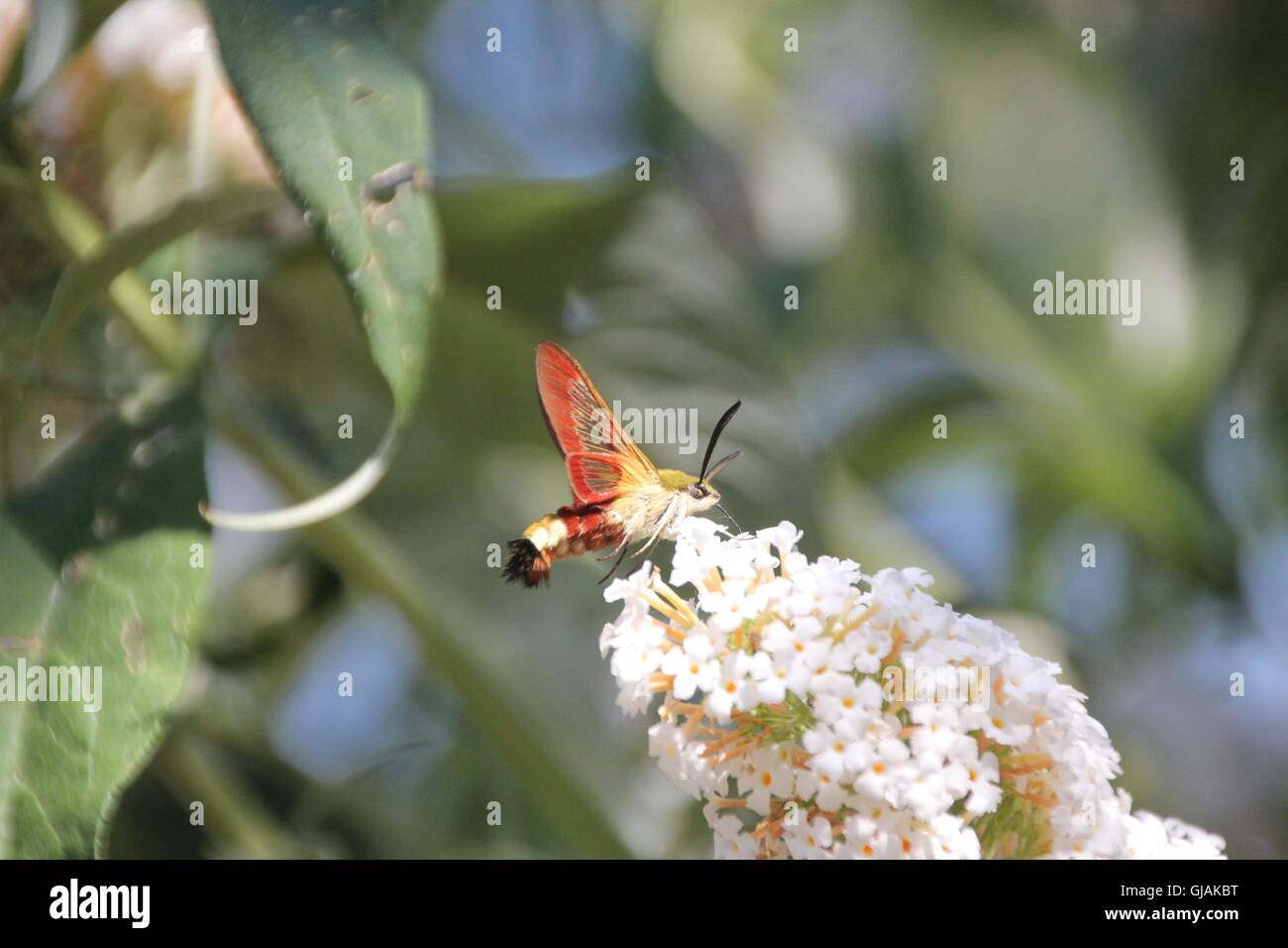 Hummingbird Hawkmoth esplorando un Buddleia bianca in un giardino estivo Foto Stock