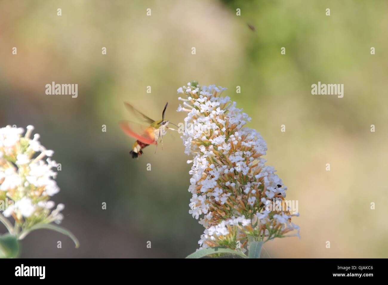 Hummingbird Hawkmoth esplorando un Buddleia bianca in un giardino estivo Foto Stock