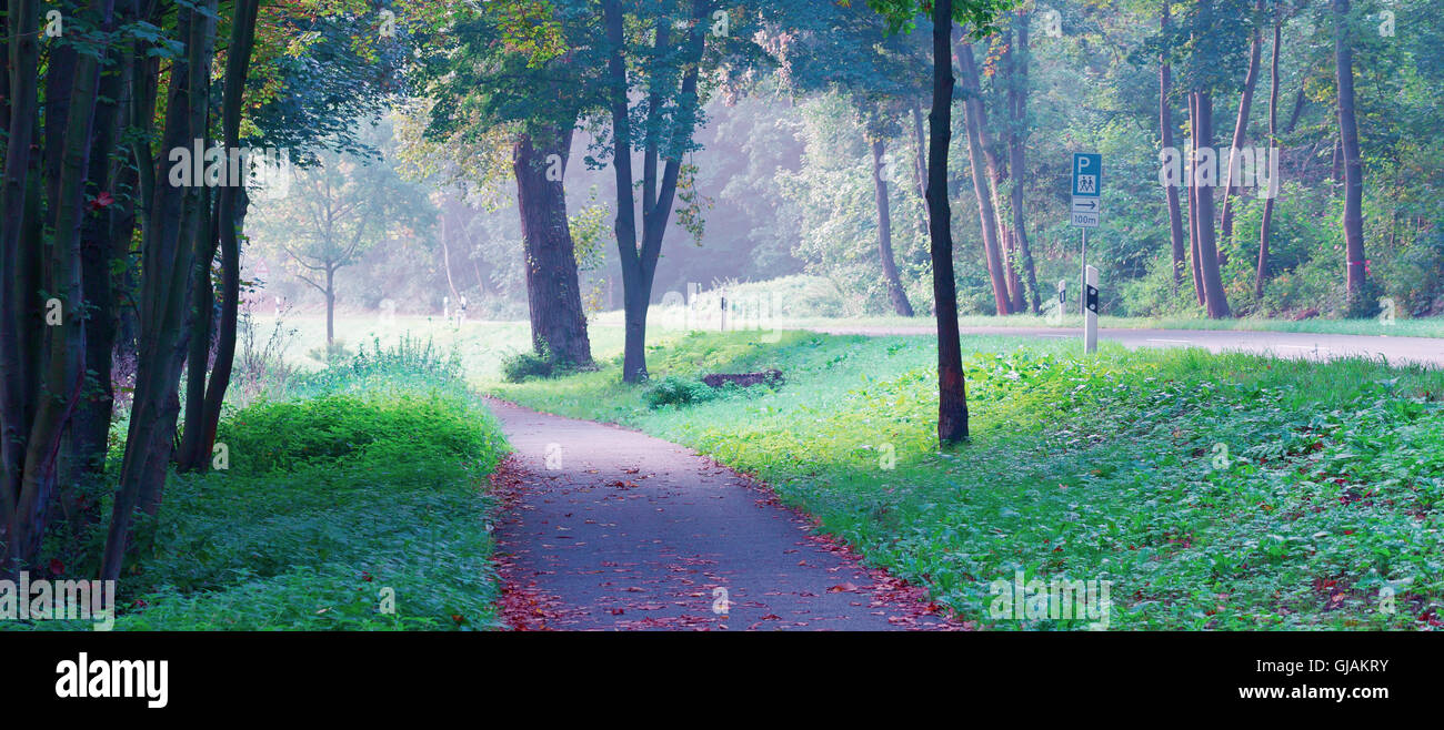 Nebbia di mattina nella foresta Foto Stock