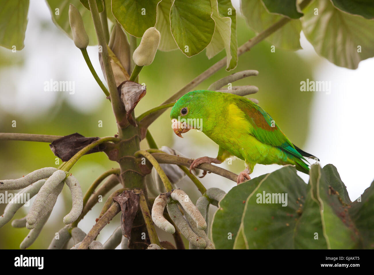 Arancio-chinned parrocchetto, Brotogeris jugularis, alimentazione su un peltata albero nel parco nazionale di Soberania, Repubblica di Panama. Foto Stock