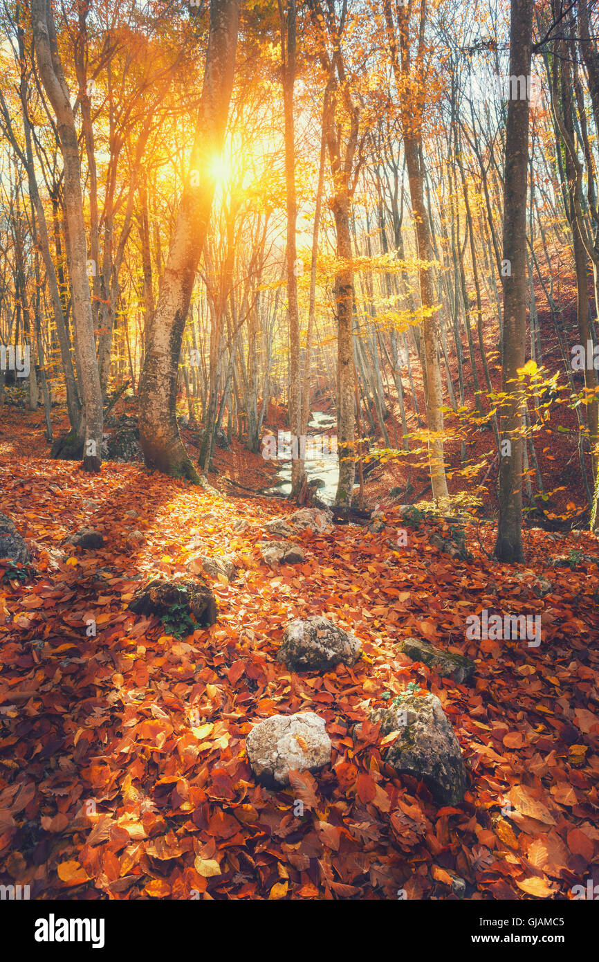 Colorato paesaggio autunnale con alberi e foglie di colore arancione. Foreste di montagna al tramonto in Crimea. Sullo sfondo della natura Foto Stock