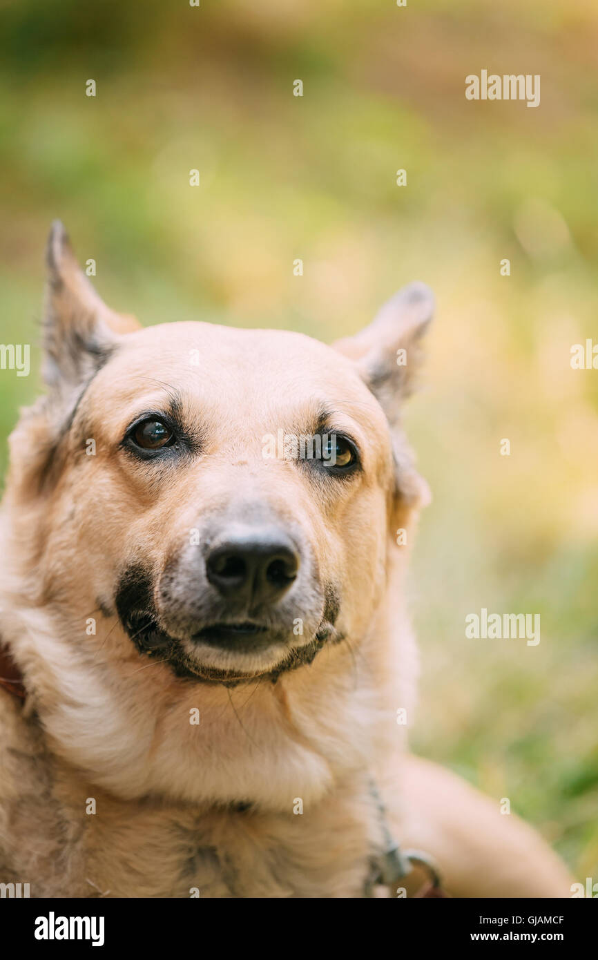 Close up di medie dimensioni Mongrel razza mista giallo Short-Haired femmina adulta del cane sul prato verde sullo sfondo Foto Stock