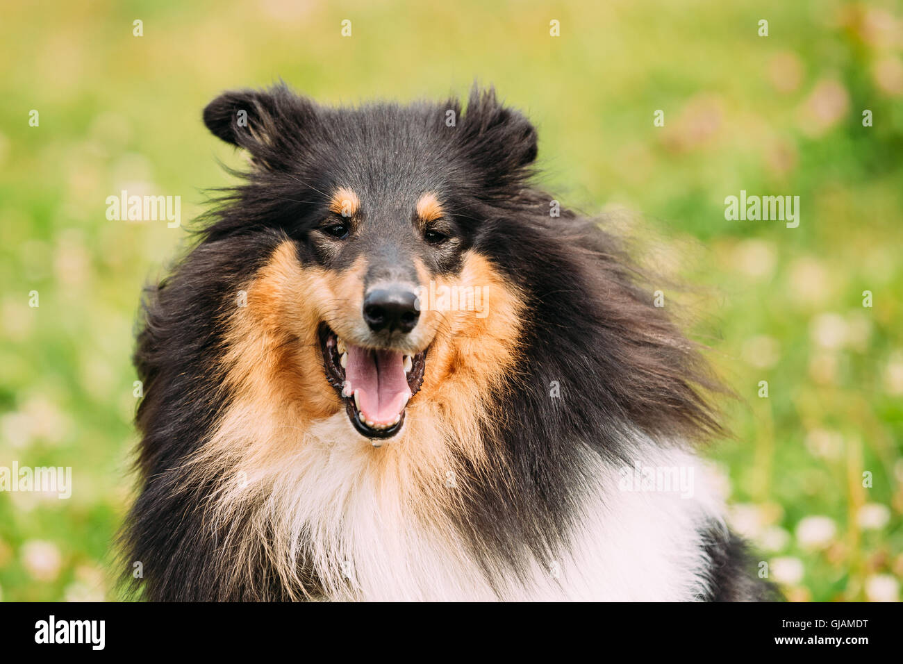 Chiudere Ritratto di Funny Staring tricolore Collie ruvida, Scottish Collie, Long-Haired Collie, inglese Collie, Lassie cane adulto Wit Foto Stock