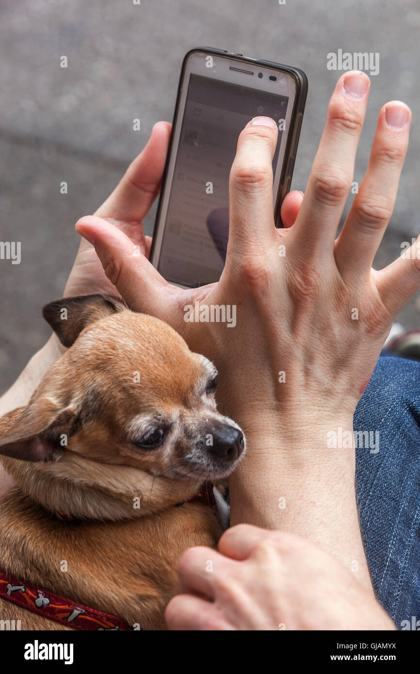 Smartphone, telefono cellulare, e chihuahua cane, uomo che usa telefono uomo e cane Foto Stock