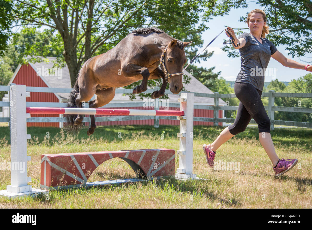 Donna conduce la sua mini cavallo su un salto Foto Stock