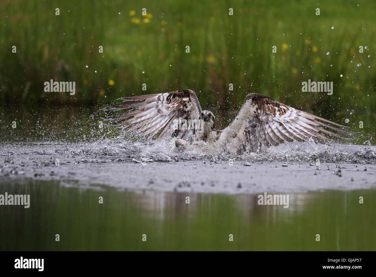 Wild Falco pescatore (Pandion haliaetus) Pesca a Aviemore, Highland, Scozia. Foto Stock