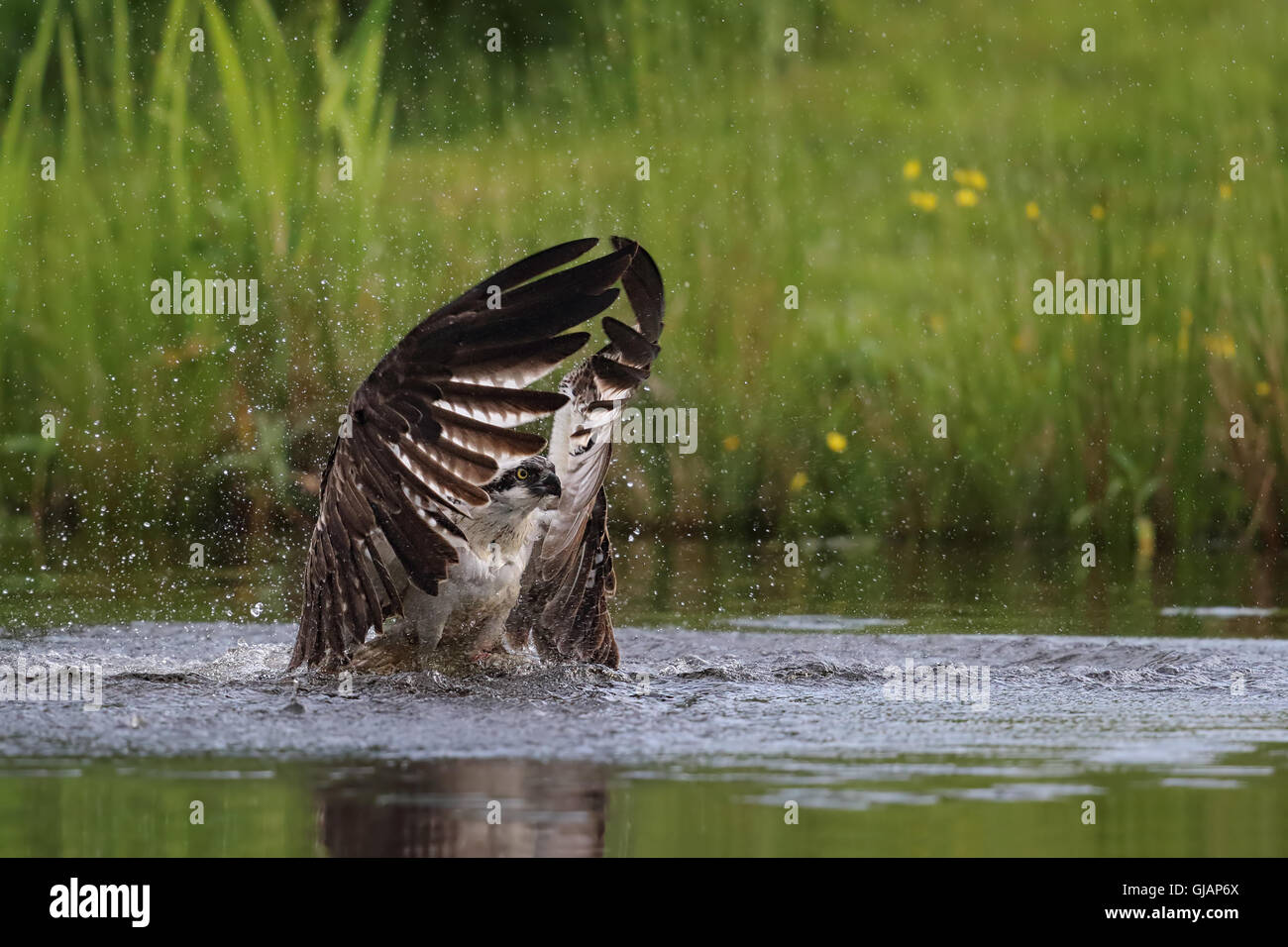 Wild Falco pescatore (Pandion haliaetus) Pesca a Aviemore, Highland, Scozia. Foto Stock
