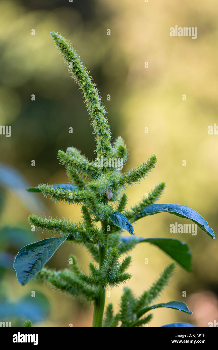 Amaranto Verde (Amaranthus hybridus) in fiore. Impianto in famiglia Amaranthaceae crescente come un erbaccia invasiva nel Regno Unito Foto Stock