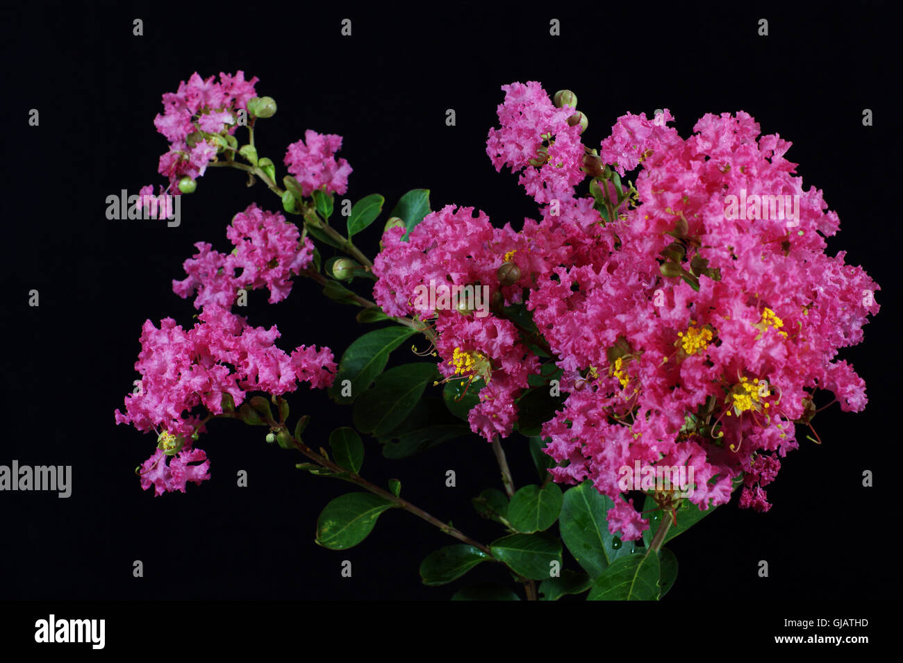 Arricciato fiore di mirto Foto Stock