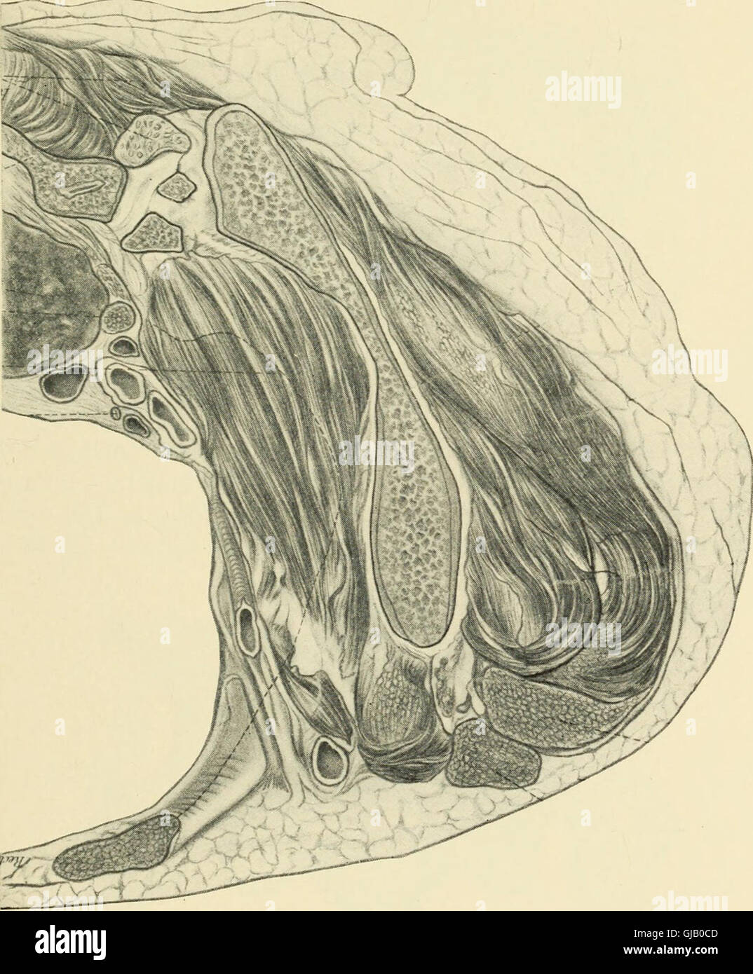 "A Textbook of Obstetrics" (1898) offre una guida completa allo studio del parto e della salute riproduttiva delle donne. Include informazioni dettagliate su gravidanza, travaglio, parto e assistenza post-parto, fornendo conoscenze essenziali per gli studenti e gli operatori sanitari nel campo dell'ostetricia. Foto Stock