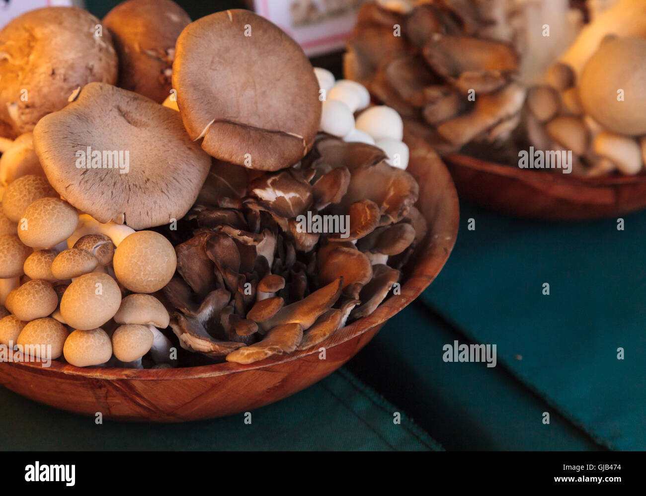 Mix di funghi, tra cui faggio marrone di funghi shimeji Buna, coltivati e raccolti nella California del Sud e visualizzate in un f Foto Stock