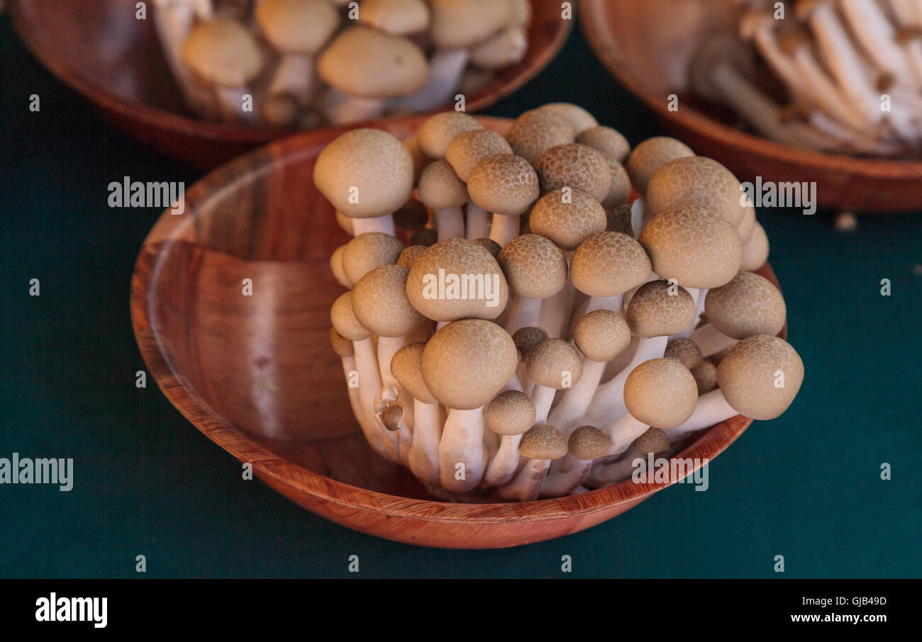 Faggio marrone di funghi shimeji Buna, cresciuto nella California del Sud e visualizzate in un mercato degli agricoltori. Foto Stock